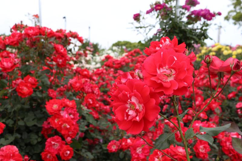 バラ園の赤いバラ