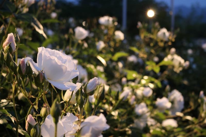ライトアップされたバラ園の白い花