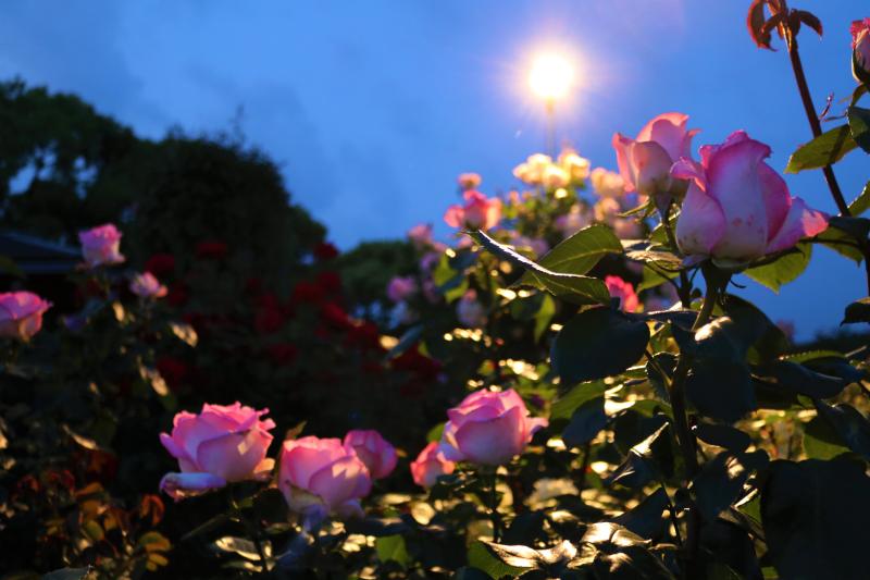 ライトアップされたピンク色の花