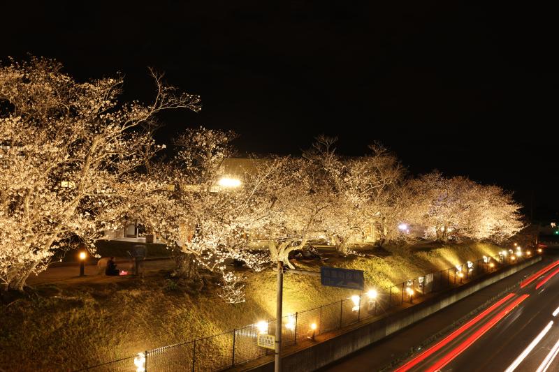 サンレイクかすや夜桜ライトアップ1の画像