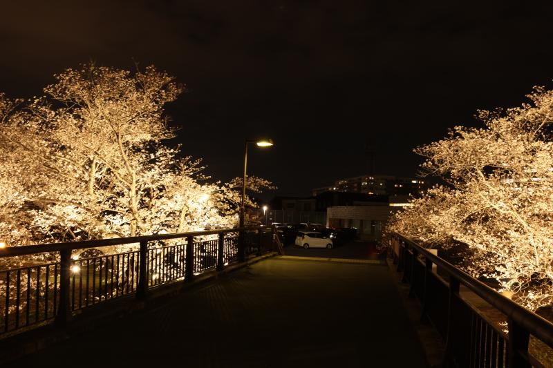サンレイクかすや夜桜ライトアップ2の画像