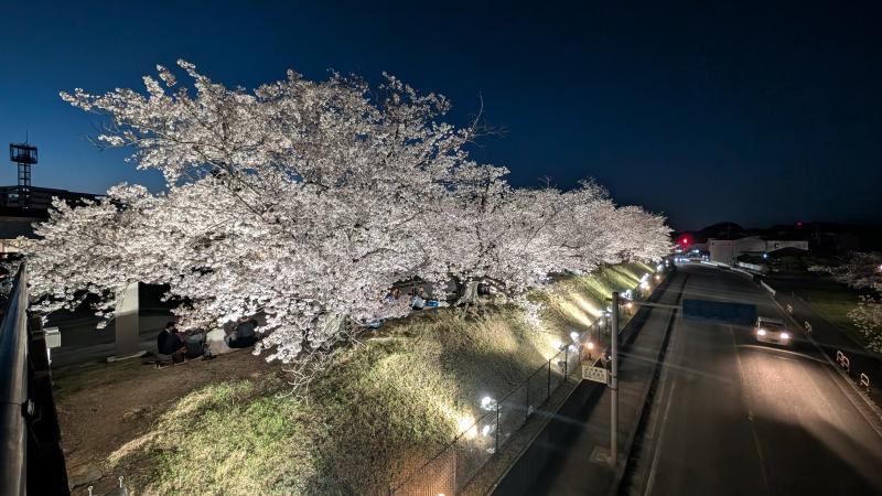 夜桜1の画像