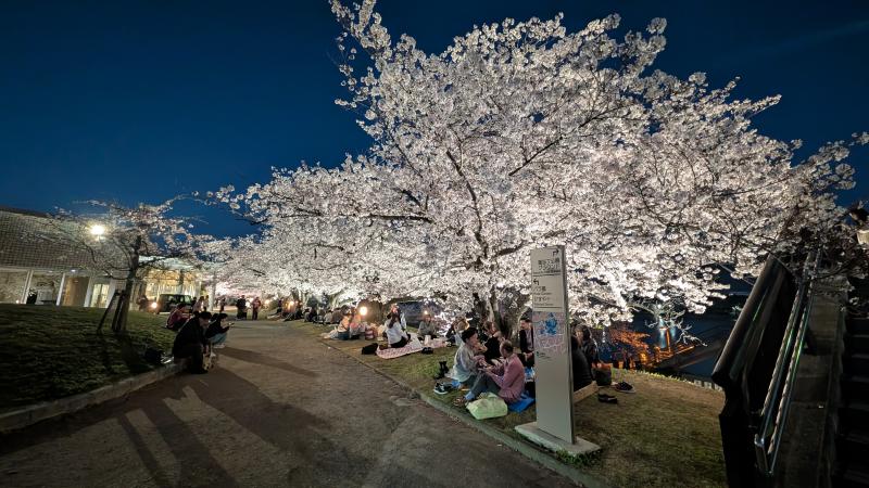 夜桜2の画像